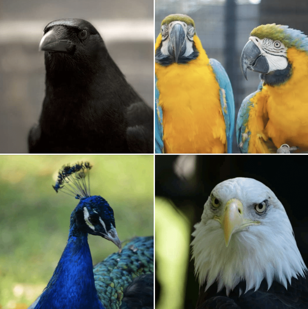 Various birds